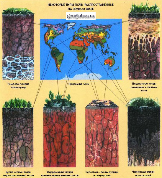 Теплые и холодные почвы. Типы почв. Распространение типов почв. Различные виды почв.