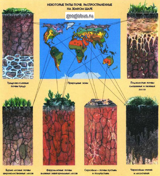 Чем определяется разнообразие почв. Типы почв. Распространение типов почв. Различные виды почв.