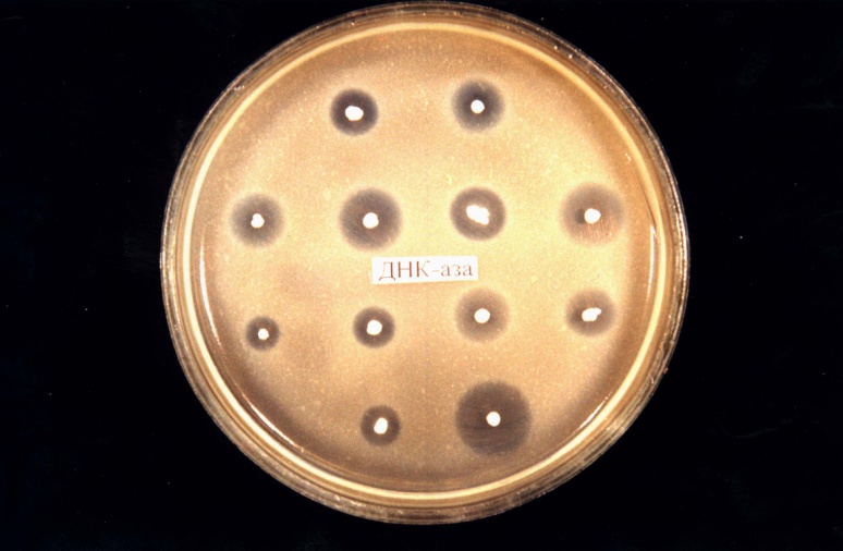 Факторы патогенности золотистого стафилококка. Тест системы для идентификации золотистого стафилококка. Стафилококковый тест. Стафилококковый тест. Бактериофаг стафилококковый флаконы 100 мл.