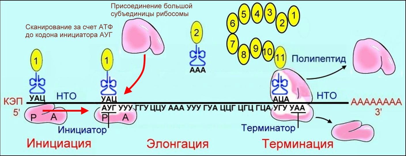 3 этапа синтеза белка